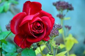 Beautiful red rose flower and other colorful flowers