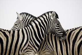 photo zebras in love