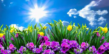 chic Landscape Spring