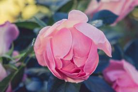 Close-up of the beautiful, pink, gradient rose flowers with green leaves