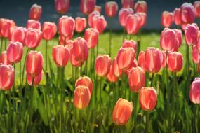 gentle Tulips Bed Shining