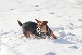 little dog frolicking in snow