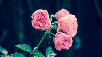 bunch of Pink Roses in Garden on blurred background