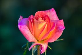 pink and orange rose close-up on blurred background