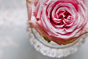 enchanting Rose Pink