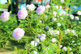 blooming rose bushes in the garden in a blurred background