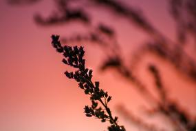 closeup view of Branch Backlighting