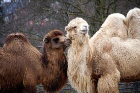 brown and white camels in the zoo