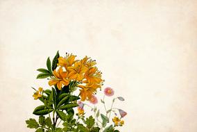 yellow flower floral background border