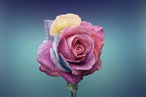 rose with colorful petals on blue as background