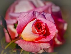 macro photo of Pink Rose flower