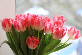 gentle Tulips Bouquet Window