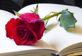 red Rose on open empty notebook