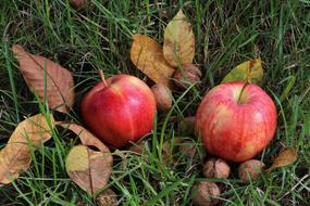 Apples,leaves and nuts on the green grass
