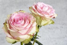 wonderful Rose Blossom