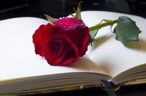 delicate red rose on an open diary