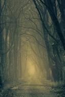 Secret Forest Darkness fog