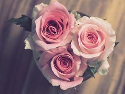 heart shaped bouquet of pink Roses