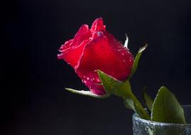 wet red rose in a vase on a black background