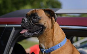 wonderful Dog Pet