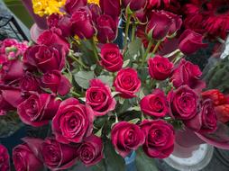 many dark red roses for sale