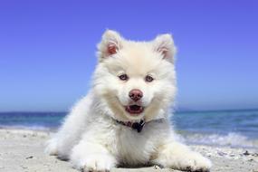white puppy on the beach on a sunny day