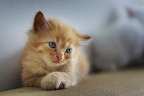 wonderful Cat Sad Cute