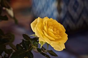 beautiful yellow rose bud, blur