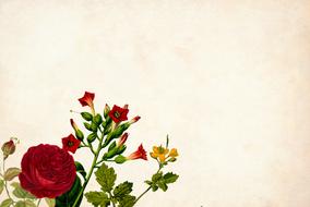 vintage background with decorative red roses