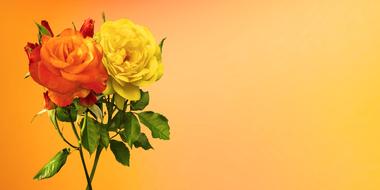 orange and yellow roses on a bright card