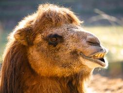 gentle Camel Portrait