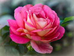 Close-up of the beautiful pink and white rose flower with green leaves