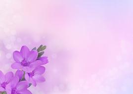 purple flowers on blank banner