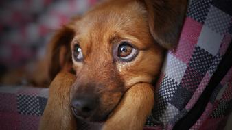 red-haired puppy lies on a checkered blanket