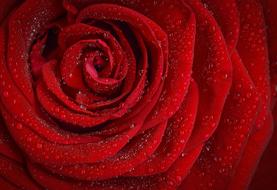 Red Rose with dew drops, macro, detail