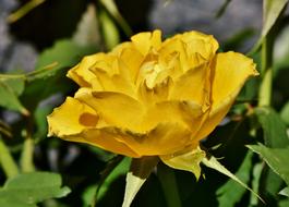 wonderful Rose Floribunda
