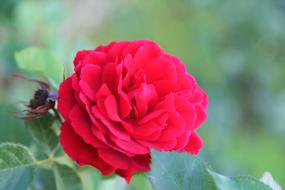 photo of a red bush rose bush on the wallpaper
