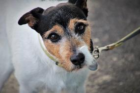 Beautiful and cute, white, black and brown dog on a leash