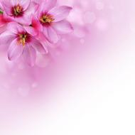 background with delicate pink flowers