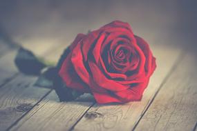 red rose in the twilight as a symbol of romance