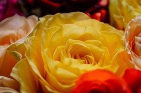 macro photo of yellow and orange roses in a bouquet