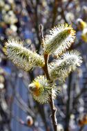 Spring Barka flowers