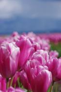 purple tulips on a field close-up in a blurred background