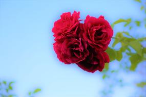 red rosebuds on a branch against a blue sky