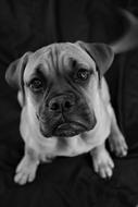 wonderful Dog Sad