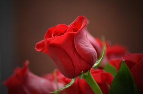 chic Flower Rose Red