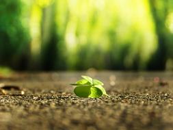 a lone clover leaf lies on the ground
