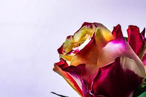 Rose Orange