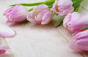 bouquet of delicate pink tulips on the table