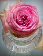 Rose Pink Noble